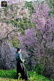 El Maestro Observando entre los almendros en flor