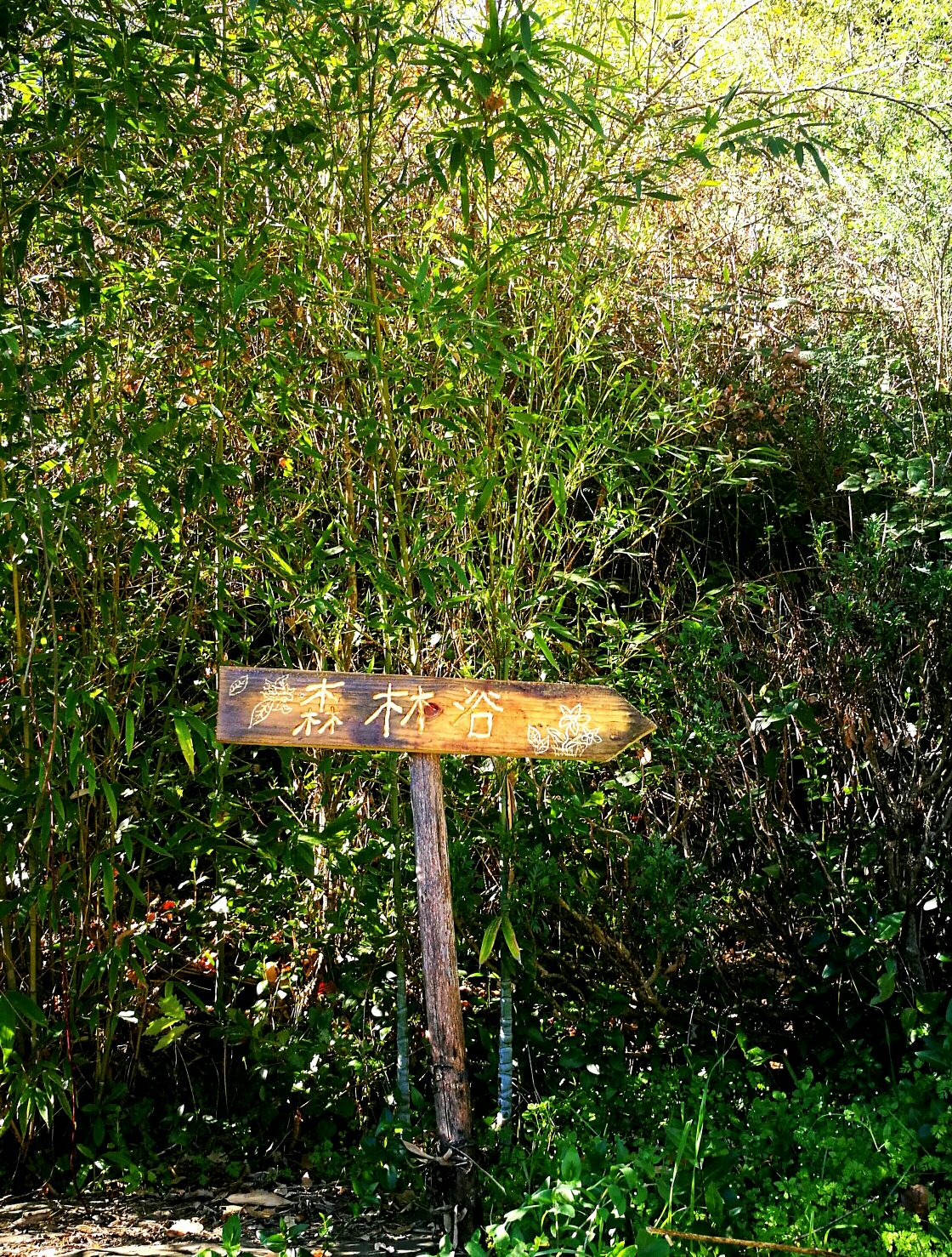 Bosque Terapeutico Shinrin-Yoku